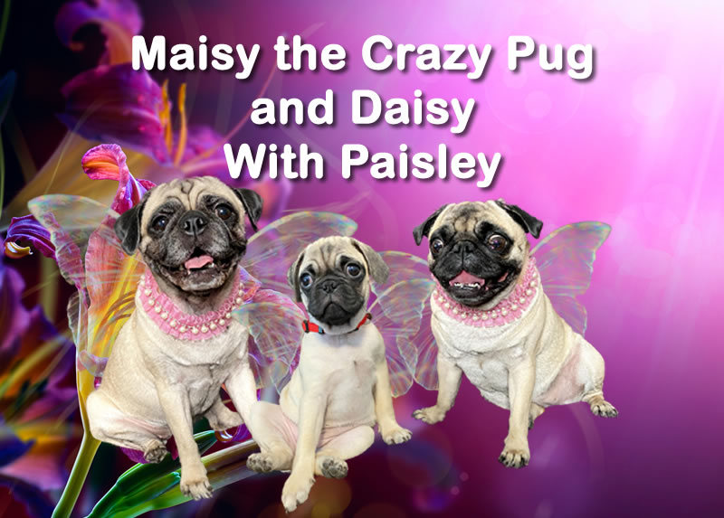 Maisy The Crazy Pug And Daisy
