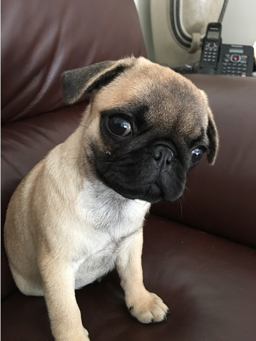 Daisy at 6 weeks old.