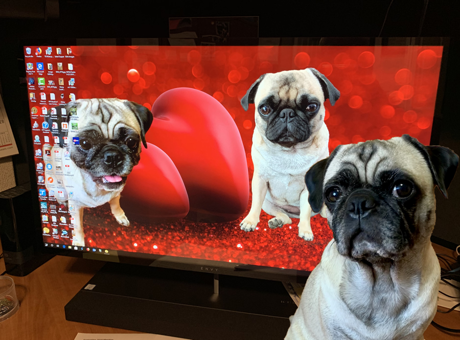 Maisy's New FREE Wallpaper