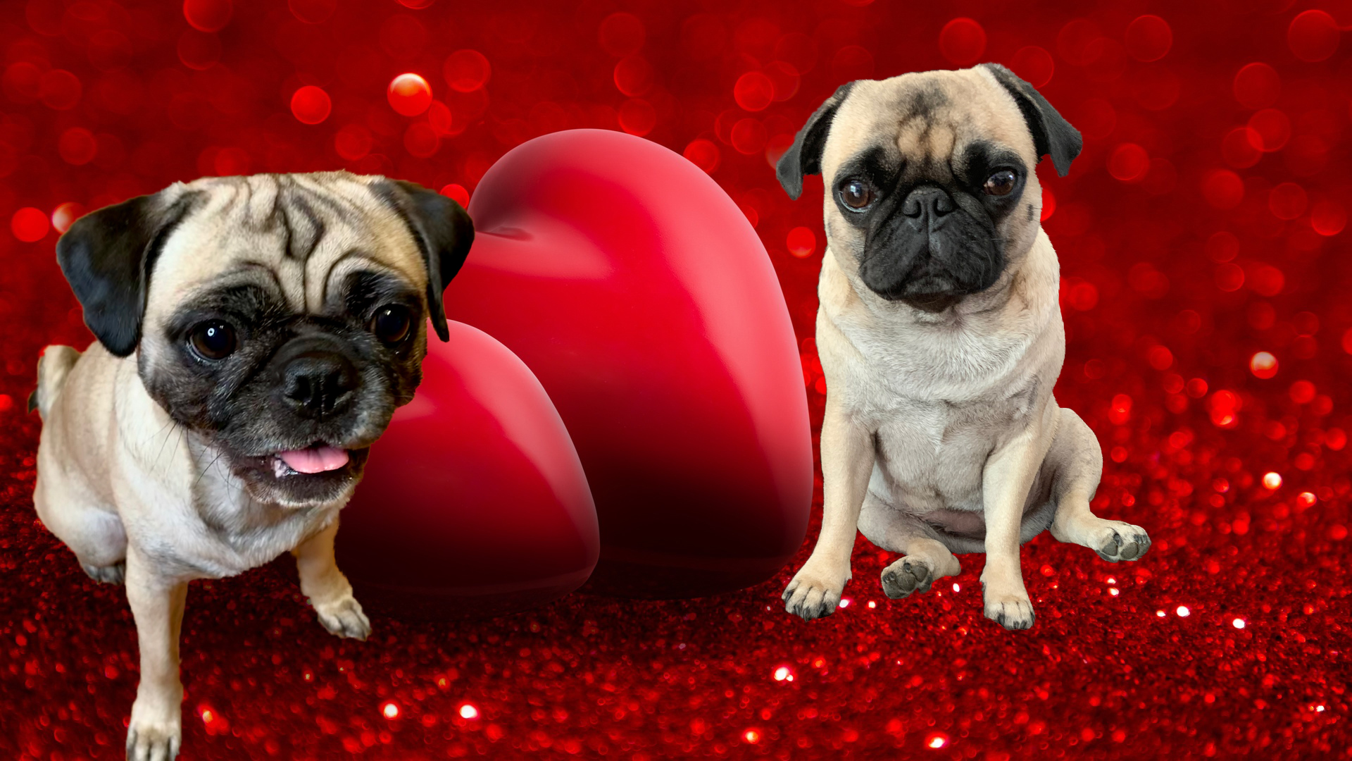 Maisy the Crazy Pug and Daisy Walpaper Image