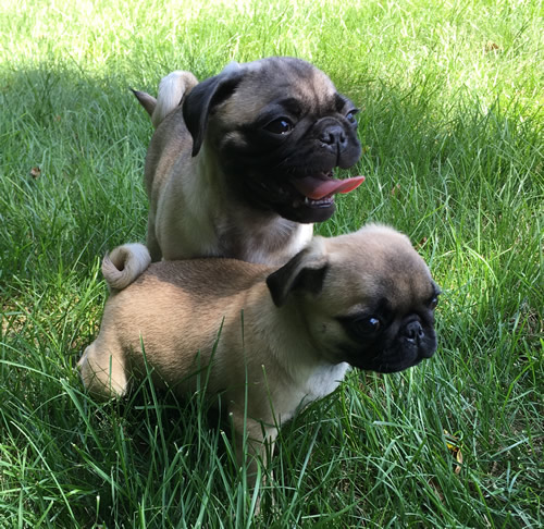 Maisy and Daisy first photo together.