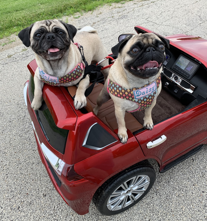 Daisy and Maisy ready to party!