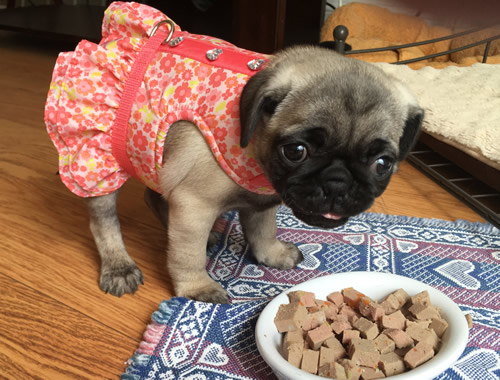 Maisy at 7 weeks old.